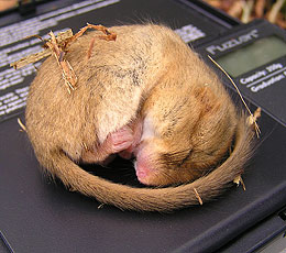 dormouse